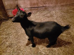 Black Pigmy goat