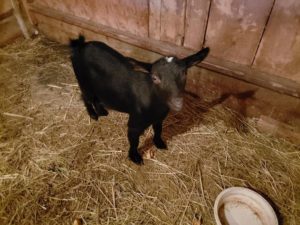 Black Pigmy goat with a white patch on her head