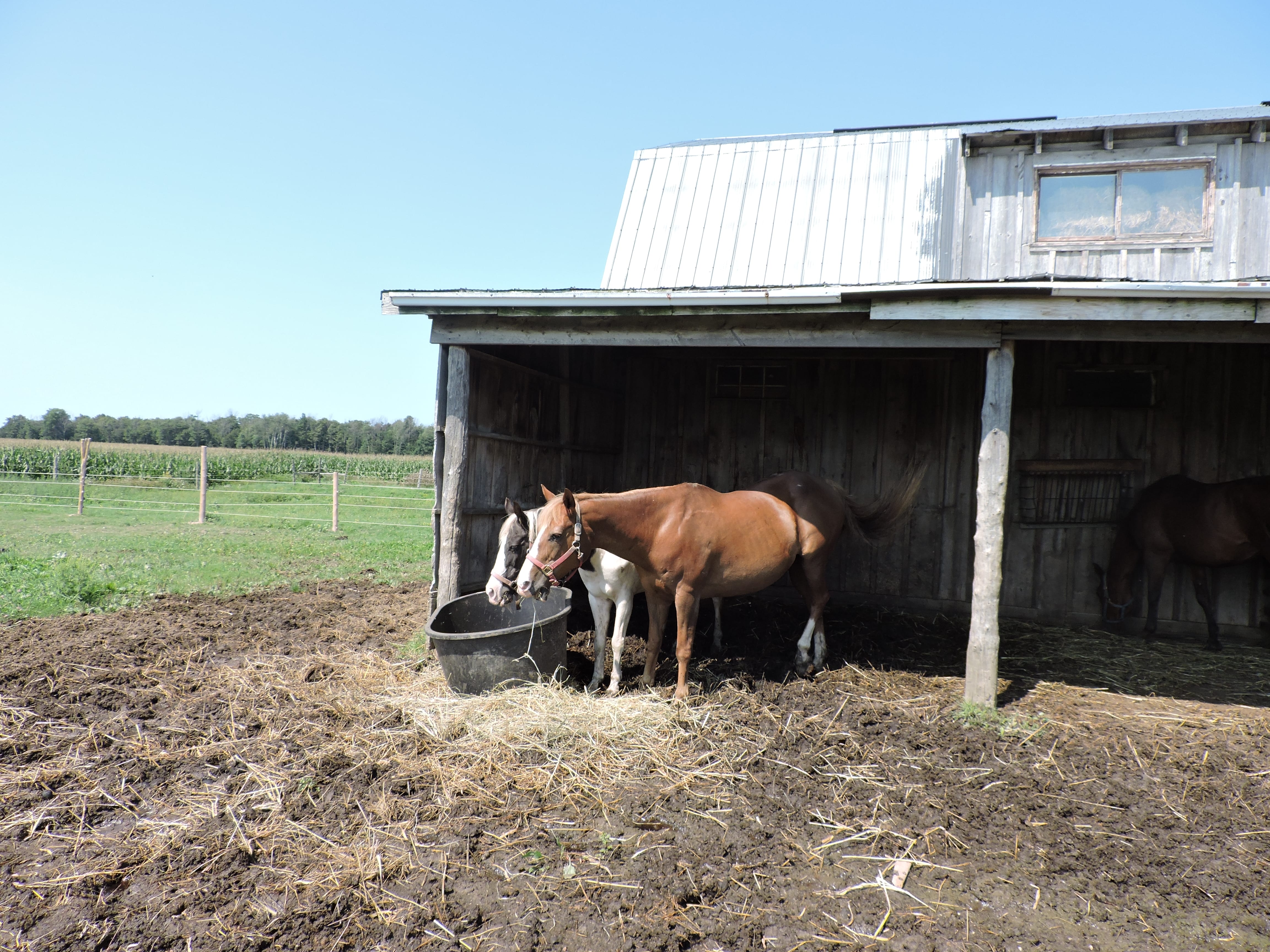 Two horses eating hay, named Dixie & Momma Rose